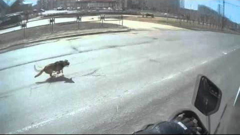 Спасение собаки мотоциклистом 