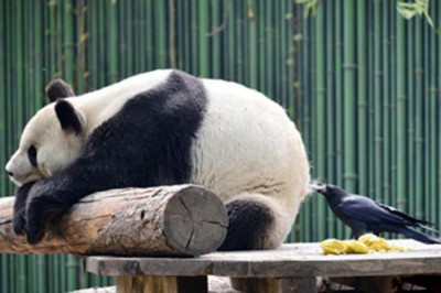 Самое дороге гнездо в мире