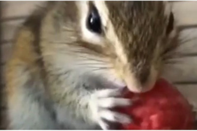 Любимое лакомство 