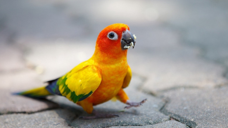 Весёлые попугаи 