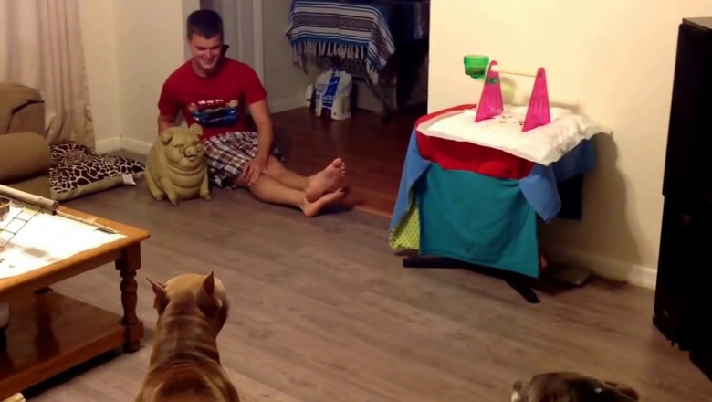 Питбуль против игрушечного борова 