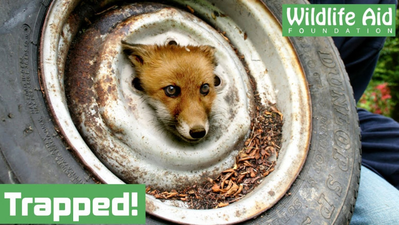 Как спасали лисёнка 