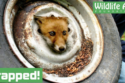 Как спасали лисёнка 