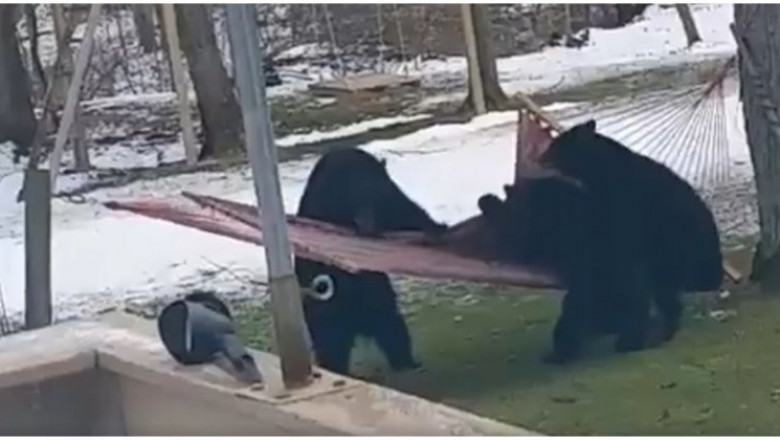 Катание медвежат в гамаке 