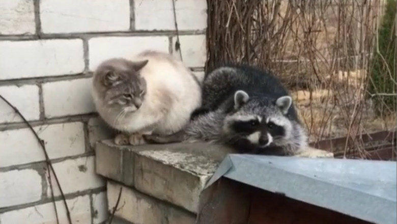 Шалунишка - енот 