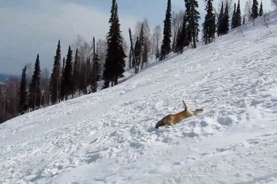 Катание лабрадора с горки 