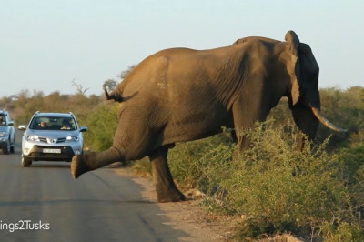 Слон и йога 