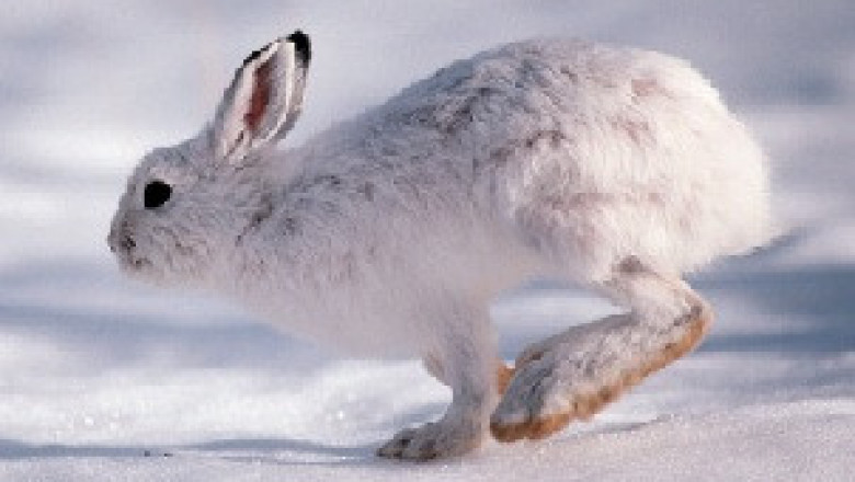 Зайчик ножки. Заяц Беляк лапы. Заяц Беляк бежит. Заяц Беляк зима. Заяц - Беляк бег.