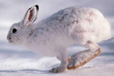 Бег на задних лапах