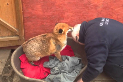 Благодарная лиса 