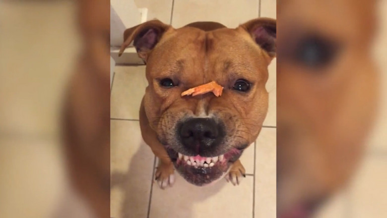 Питбуль сердится  