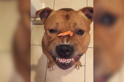 Питбуль сердится  