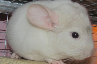 Райское наслаждение 