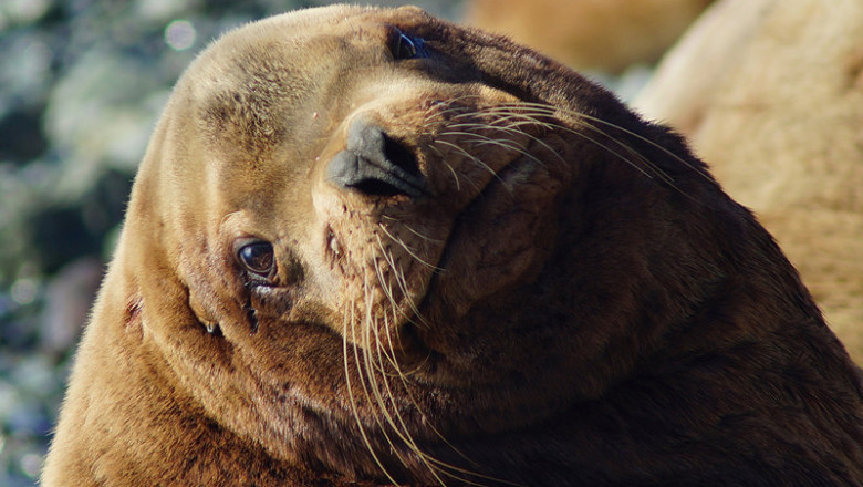 Оголодавший сивуч 