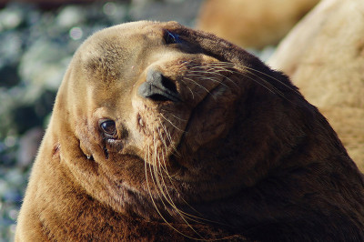 Оголодавший сивуч 