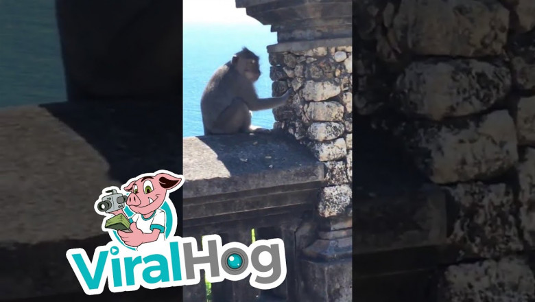 Проворная обезьянка 