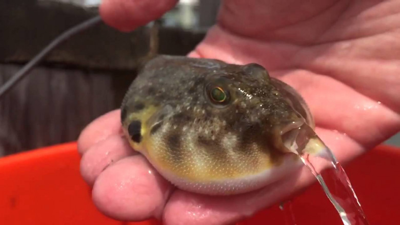 Особенности рыбы - собаки 