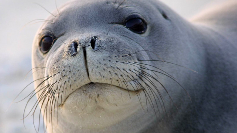 Смекалистый тюлень 