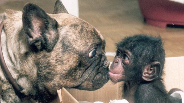 Бульдог и шимпанзе переплываю реку 