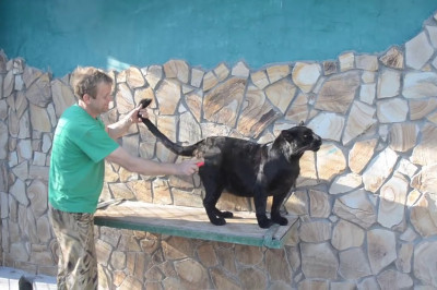 Чёрная пантера 