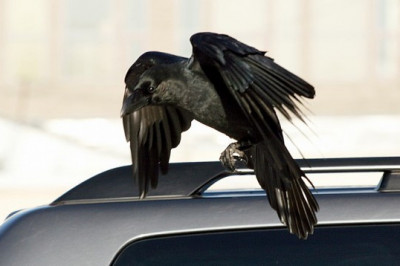 Классный серфинг на автомобиле 