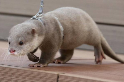 Домашняя выдра 