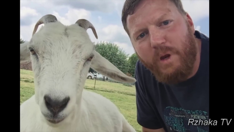 Эти животные вас позабавят 