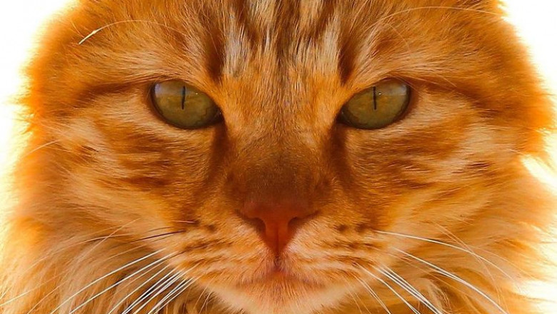 Смелый кот Барсик 