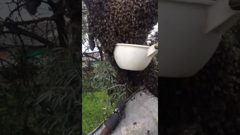 Собирание роя пчёл ковшом 