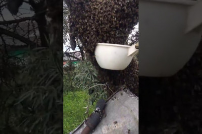 Собирание роя пчёл ковшом 