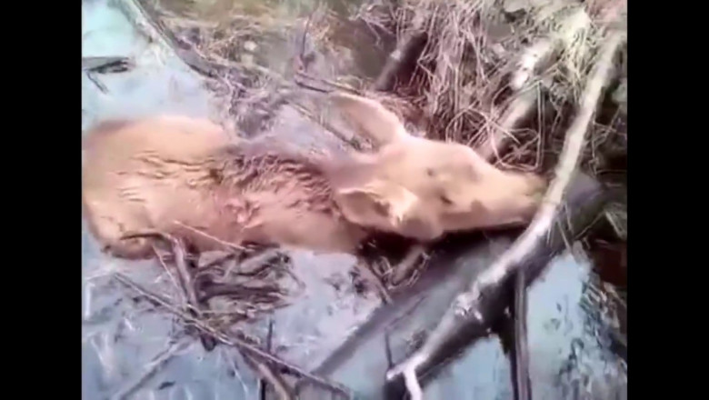 Как спасают животных 