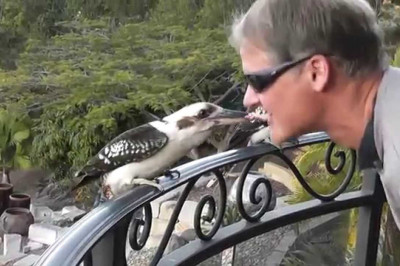 Своё не упустит 