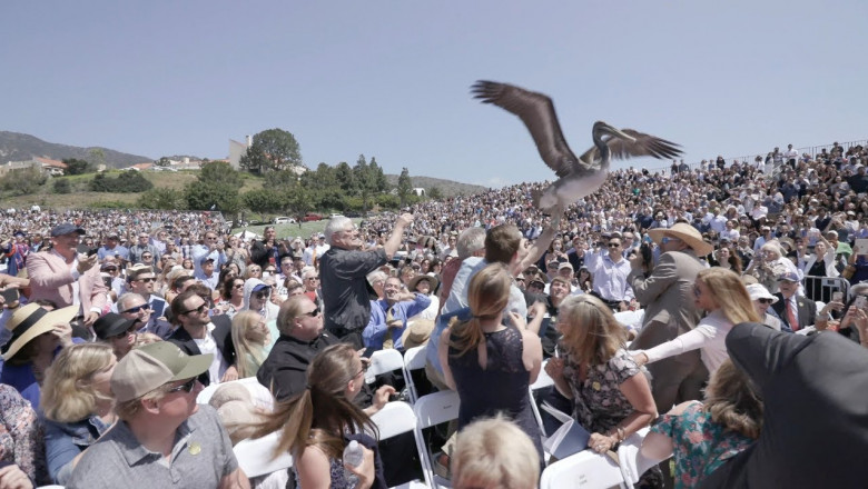 Проголодавшиеся пеликаны 