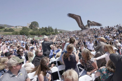 Проголодавшиеся пеликаны 