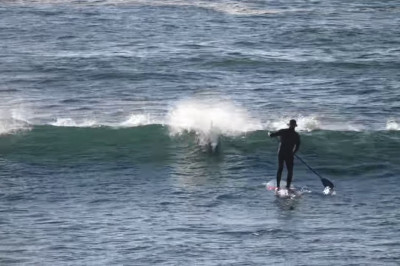 Дельфин врезался в сапсерфера 