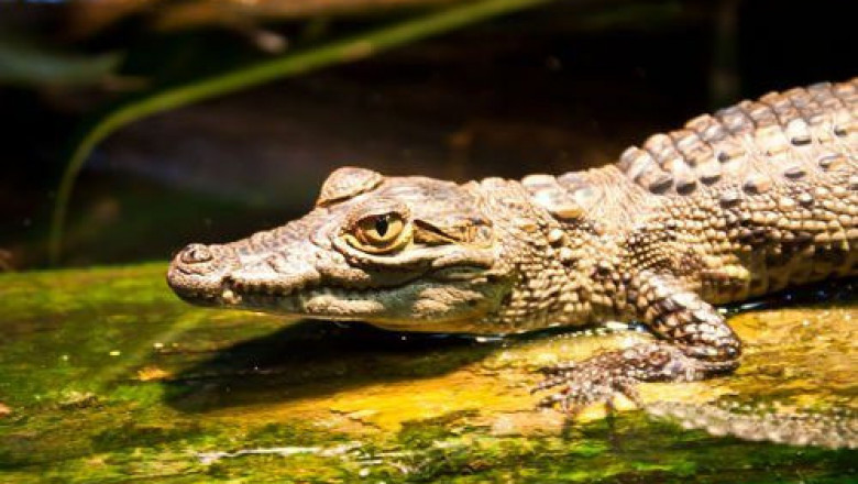 Как ловили крокодильчика 