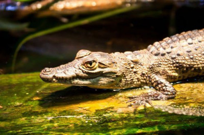 Как ловили крокодильчика 