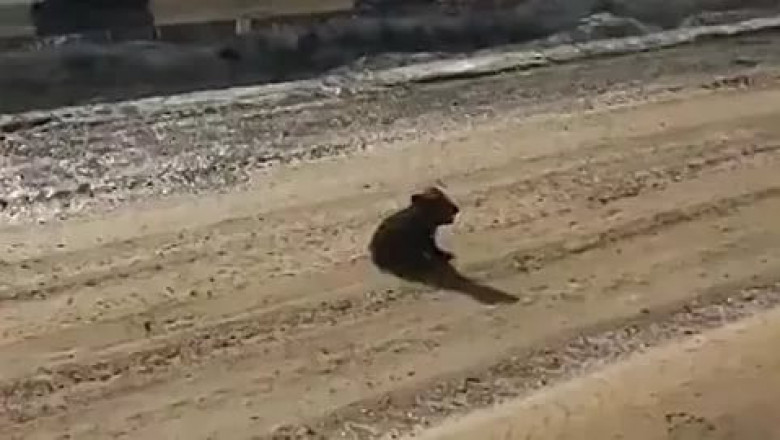 Отважный медвежонок 