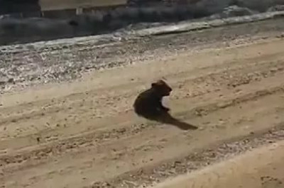 Отважный медвежонок 