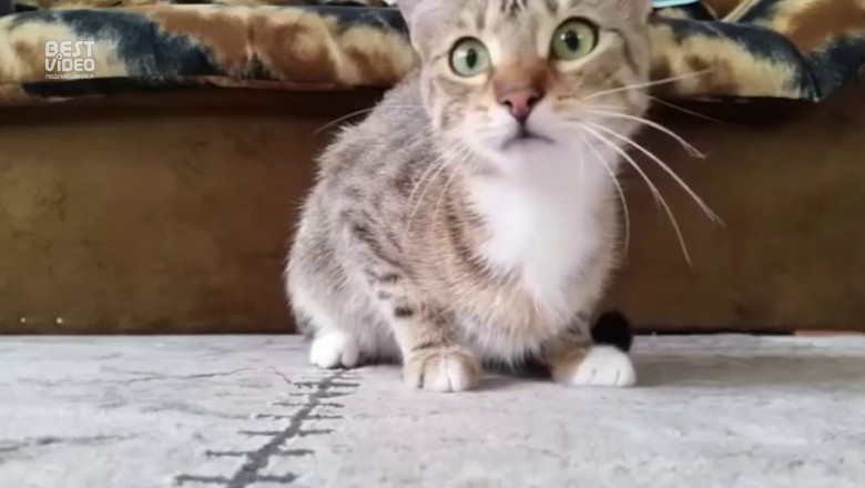 Кот и фильм ужасов 