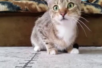 Кот и фильм ужасов 