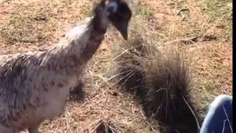 Поползновения страуса 