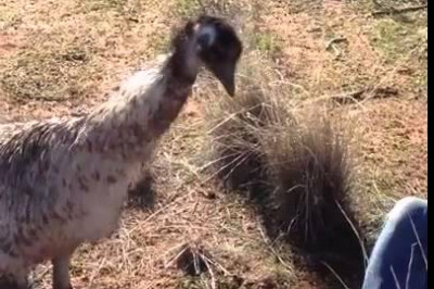 Поползновения страуса 