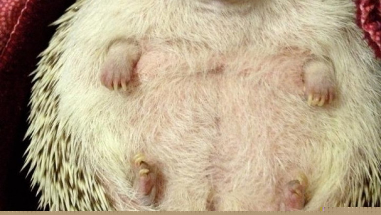 Как хочется вкусненького !...