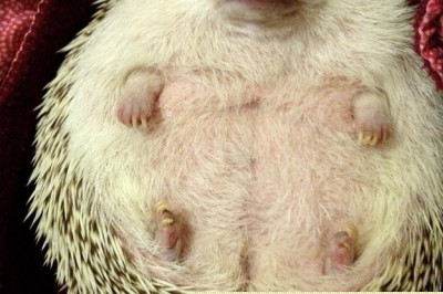 Как хочется вкусненького !...