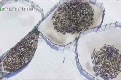 Дрон заснял странное поведение оленей 