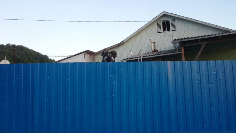 Ну , очень прыгучая собака !