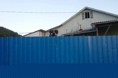 Ну , очень прыгучая собака !