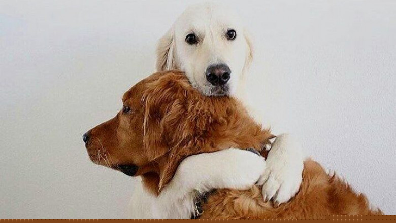 Собачьи нежности 