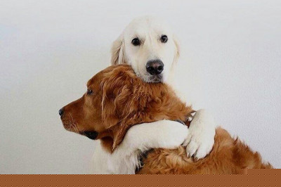 Собачьи нежности 